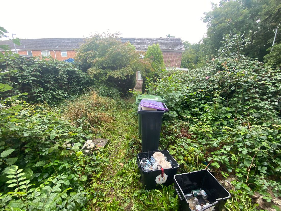 Overgrown area covered in brambles and ivy with several wheelie bins standing on a narrow path