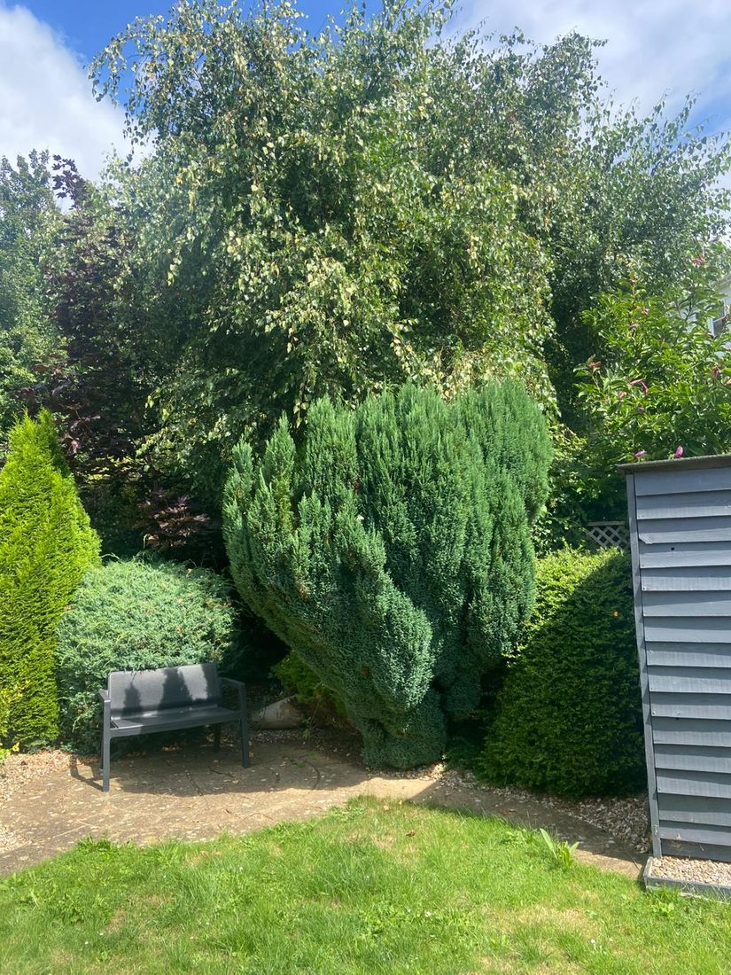 Large leaning conifer beside rounded shrubs and a bench in an Abertillery back garden
