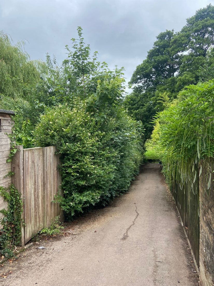 Narrow tarmac lane between a timber fence and tall leafy hedges with trees overhead