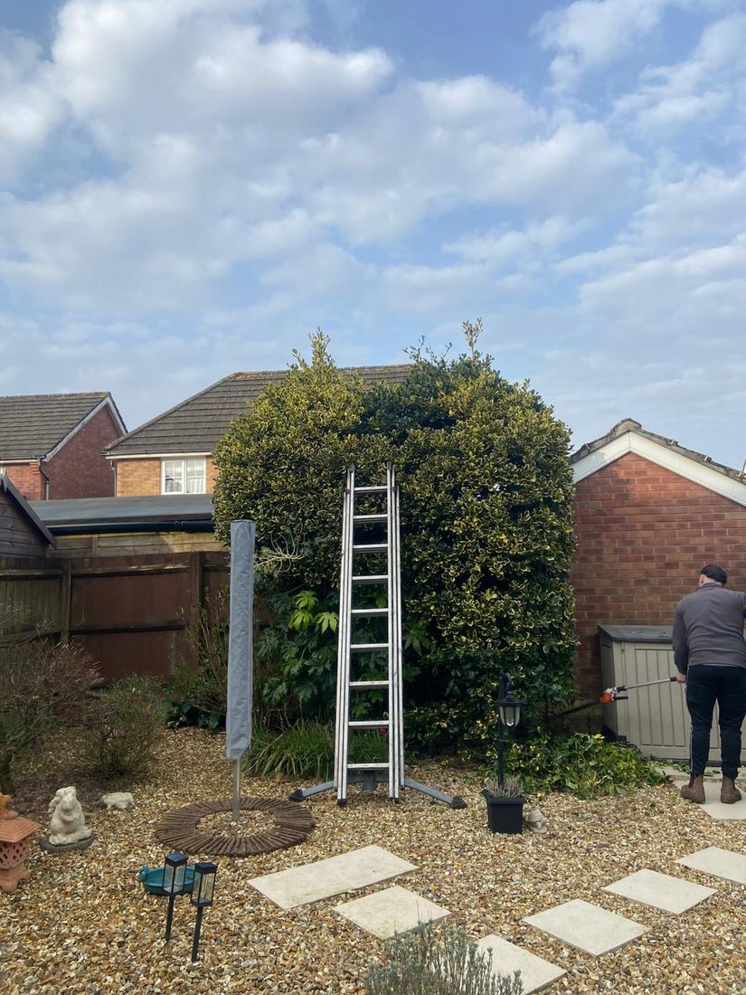 Aluminium ladder against a tall rounded hedge with a person using a long-handled trimmer