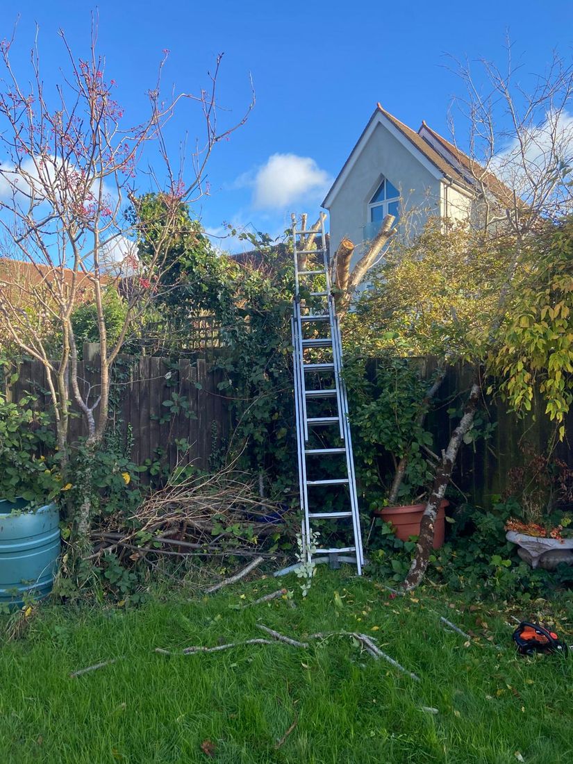 Ladder leaning in a back garden by a dark fence with cut stems and tangled climbers