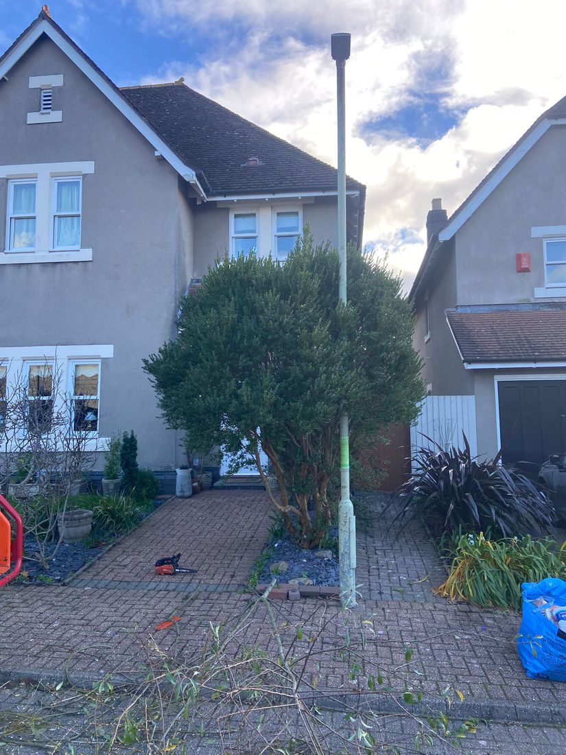 Small tree in a paved front garden with cut branches and a chainsaw on the block paving