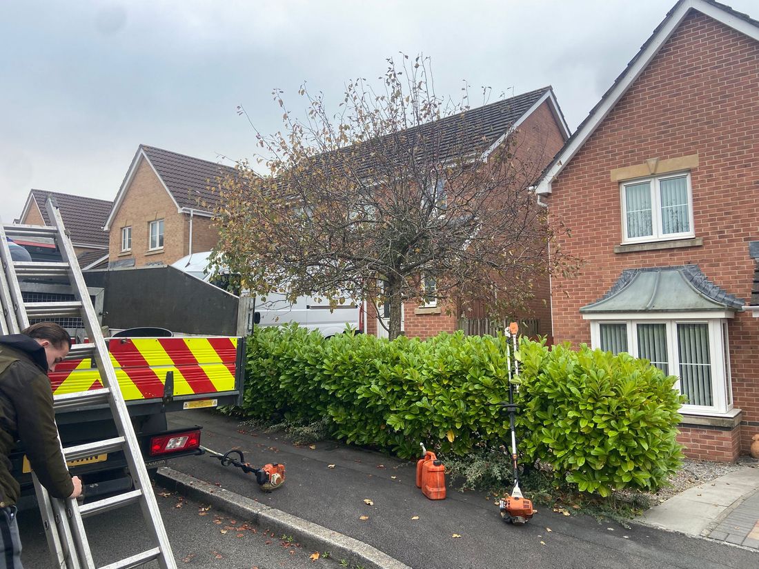 Trimmed laurel hedge beside a road with a flatbed van, ladder and petrol trimmers