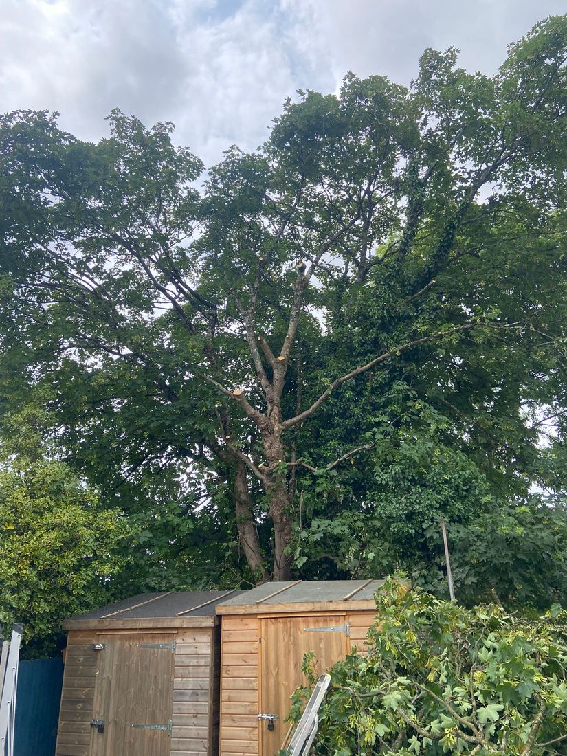 Large leafy tree with fresh pruning cuts above two timber garden sheds