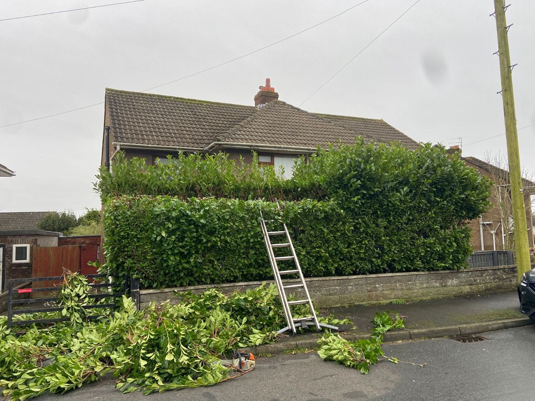 Front hedge with a stepped top, a ladder leaning against it and cuttings on the ground