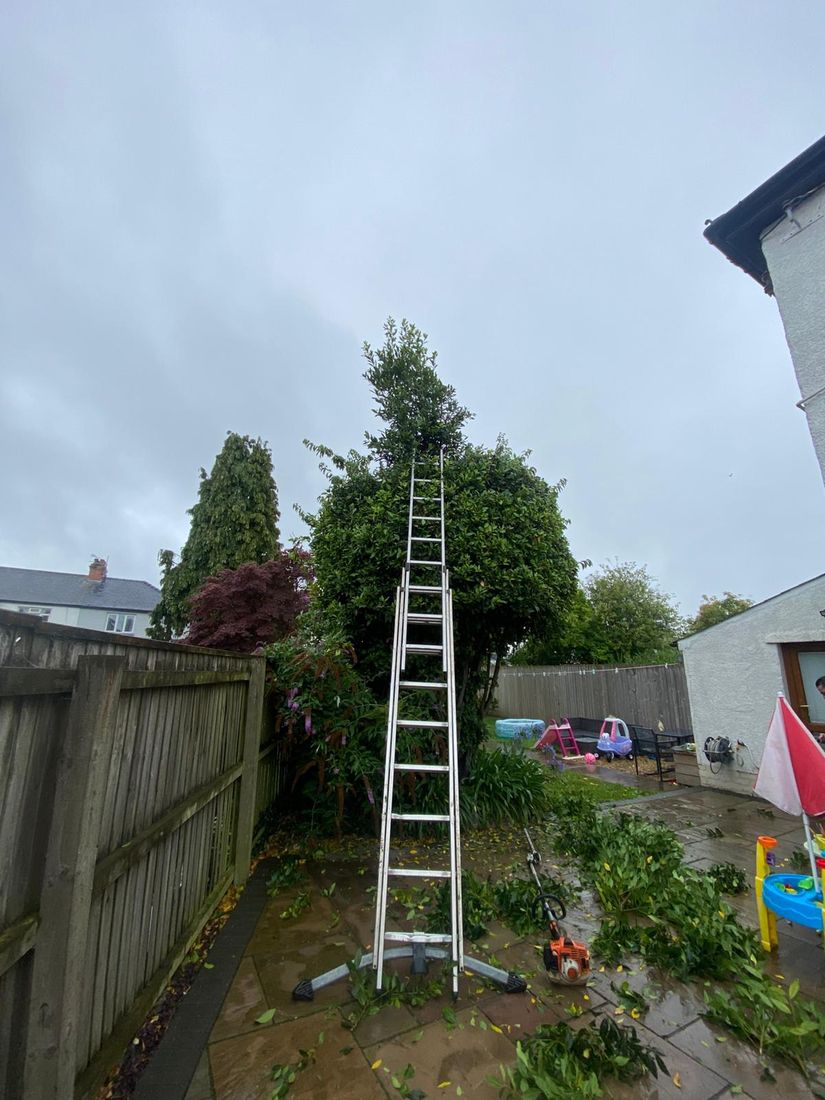 Tall ladder against an evergreen tree in a paved garden with children's toys and cuttings