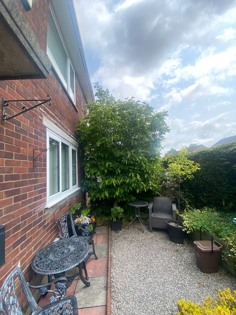 Tall rounded leafy shrub beside a brick house wall with a gravel seating corner and garden furniture
