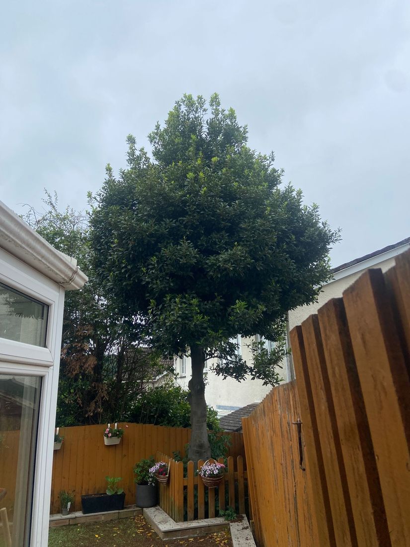 Domed evergreen tree between a white conservatory and an orange timber fence