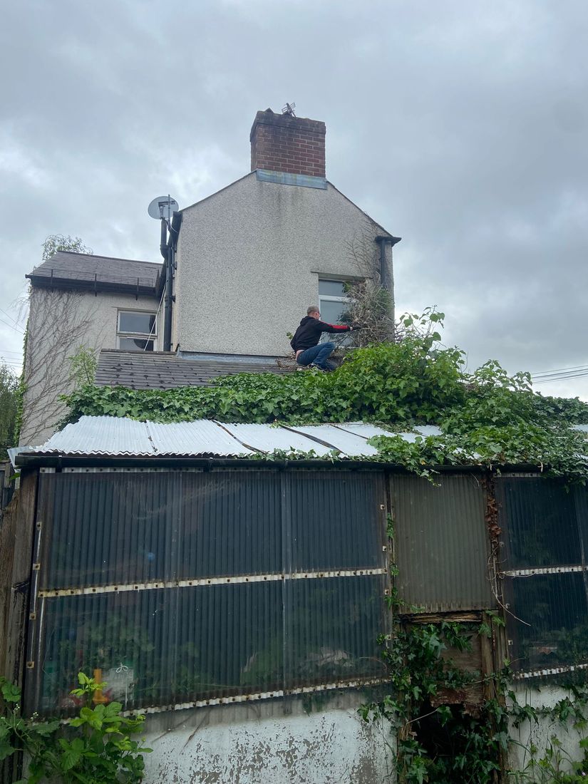 Person crouched on a corrugated outbuilding roof cutting thick ivy beside a house gable