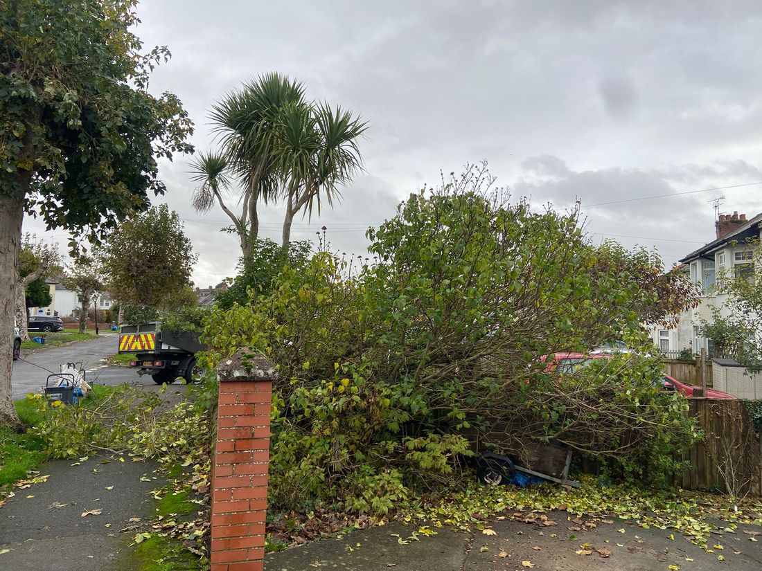 Large heap of cut branches and leaves behind a brick gatepost with palms and a flatbed lorry