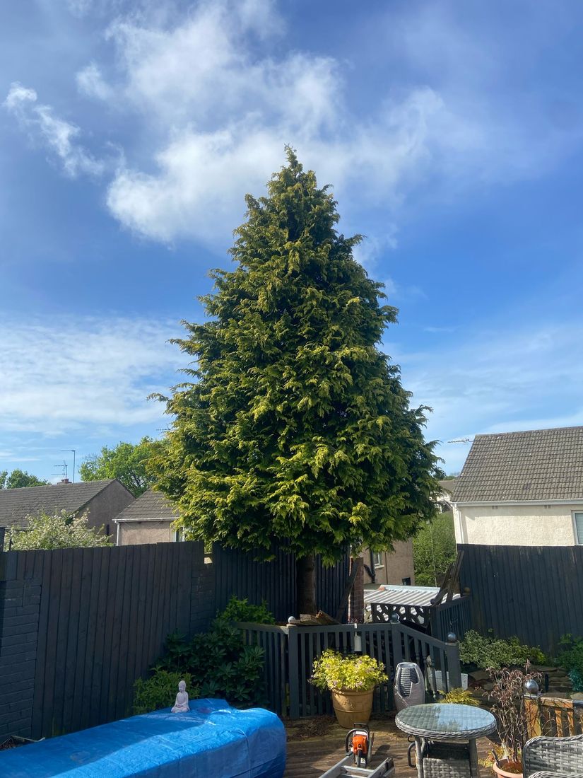 Tall cone-shaped conifer in a back garden behind dark fences, with patio furniture and a chainsaw in front