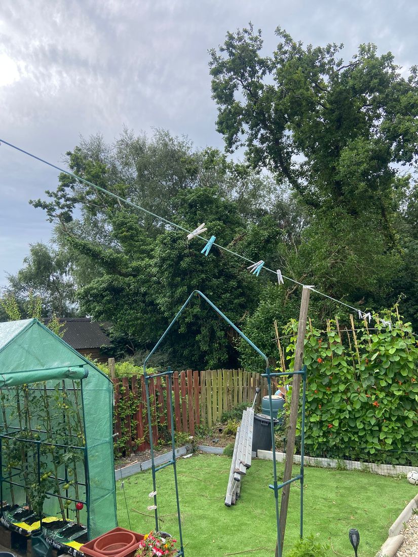 Back garden with a greenhouse, washing line and ladder on the grass, tall trees behind the fence
