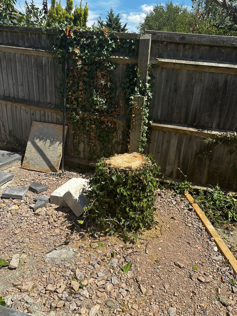 Freshly cut tree stump covered in ivy beside a wooden fence with paving slabs nearby