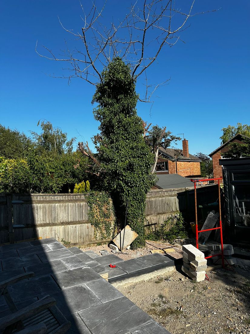 Tree Felling in South Wales