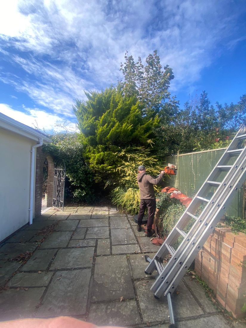 Man using a hedge trimmer on a bushy evergreen beside a fence, with a ladder on a paved patio