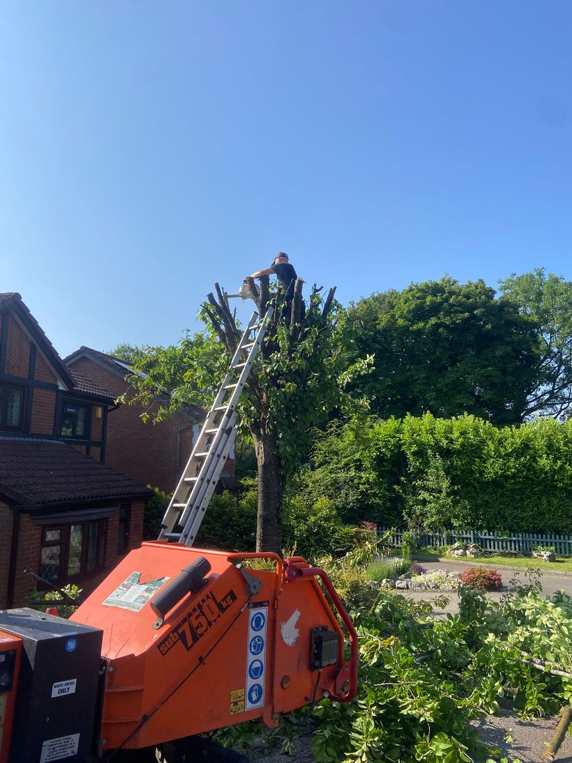 What Affects the Cost of Tree Surgery in Wales