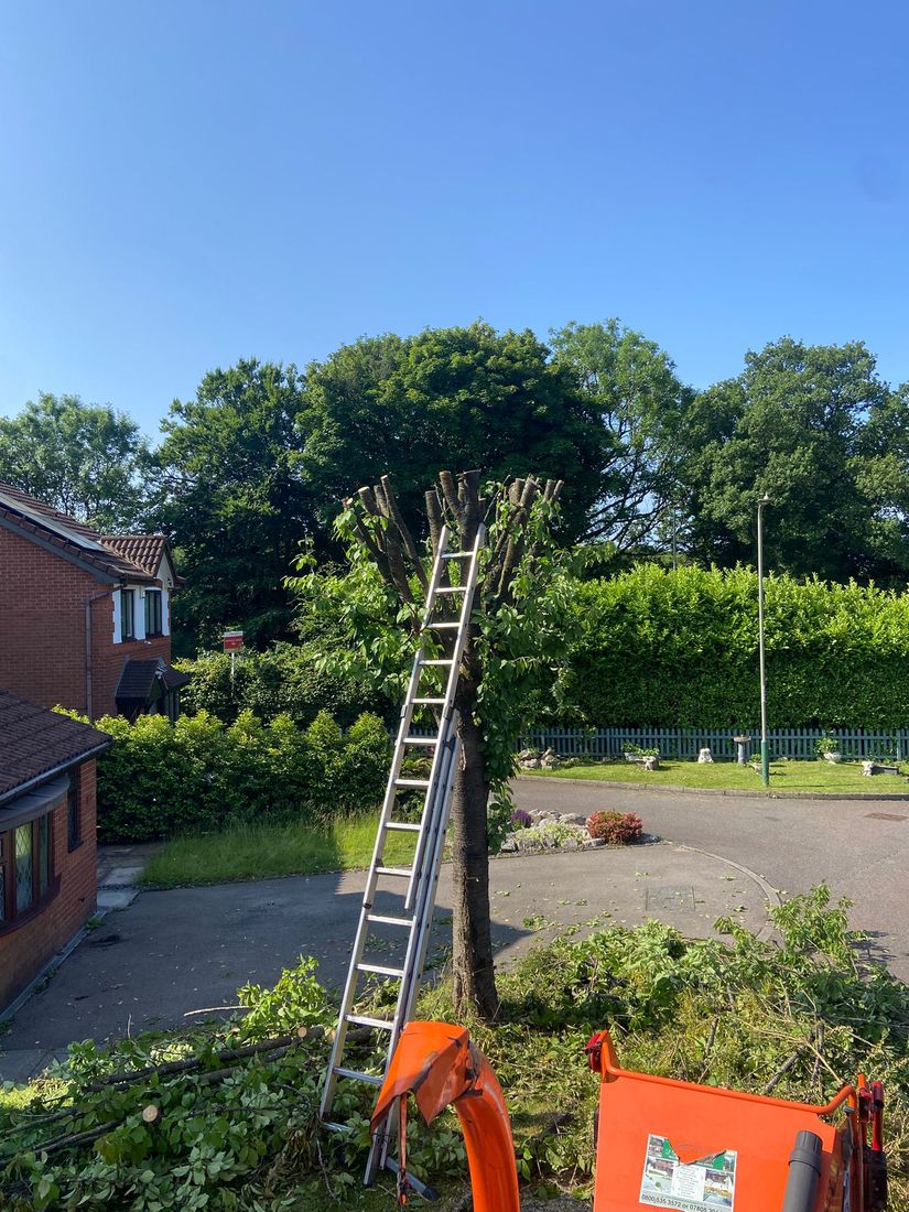 Tree with cut stubs at the top, a ladder against it, a pile of branches and an orange chipper