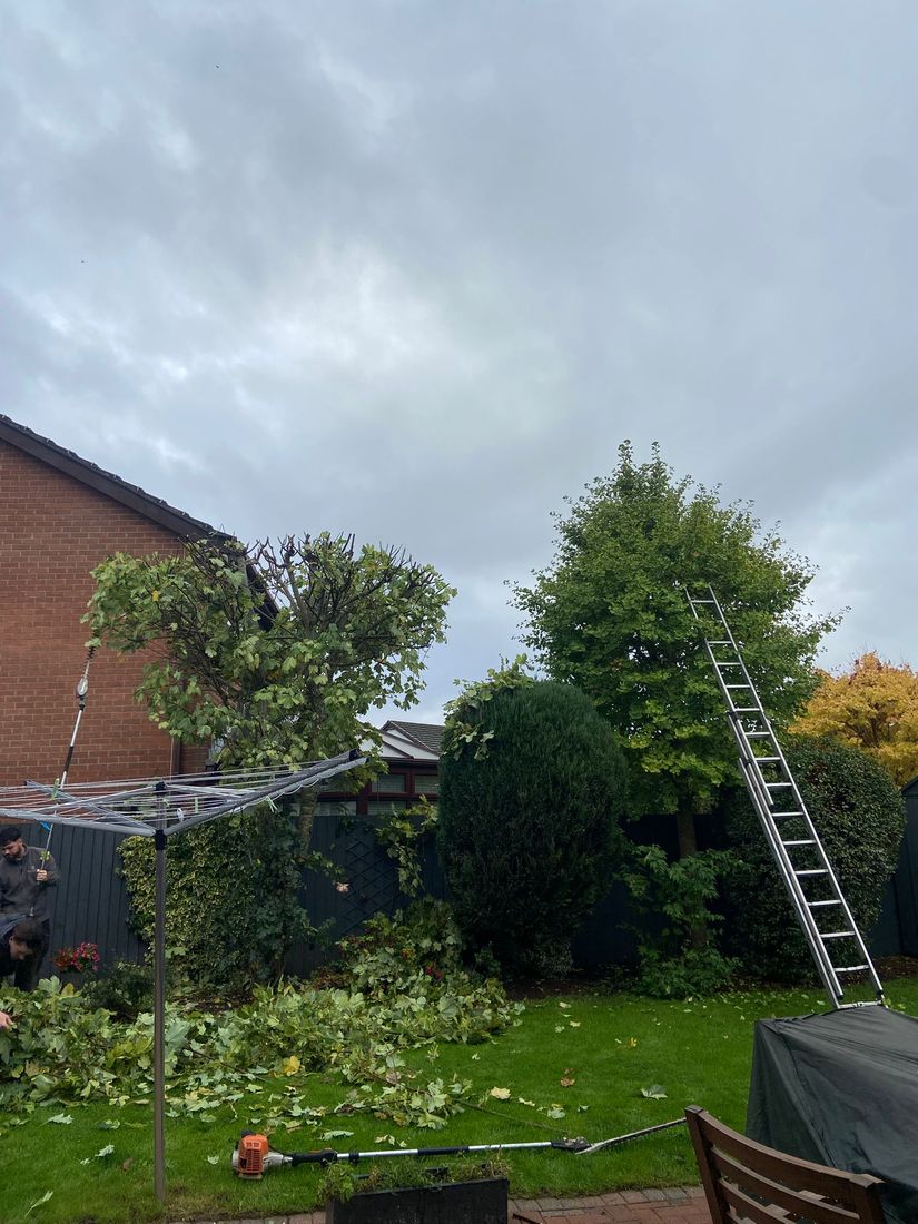 Back garden with a rotary washing line, trimmed trees, a ladder and fallen cuttings on grass