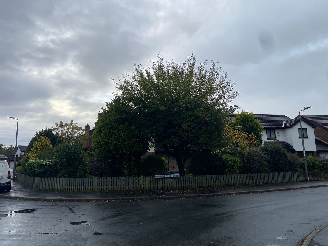 Large rounded tree on a street corner behind a low wooden picket fence and houses