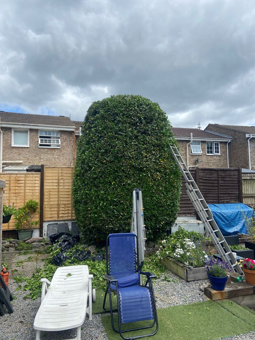 Tall egg-shaped clipped evergreen in a back garden with a ladder, patio chairs and fencing