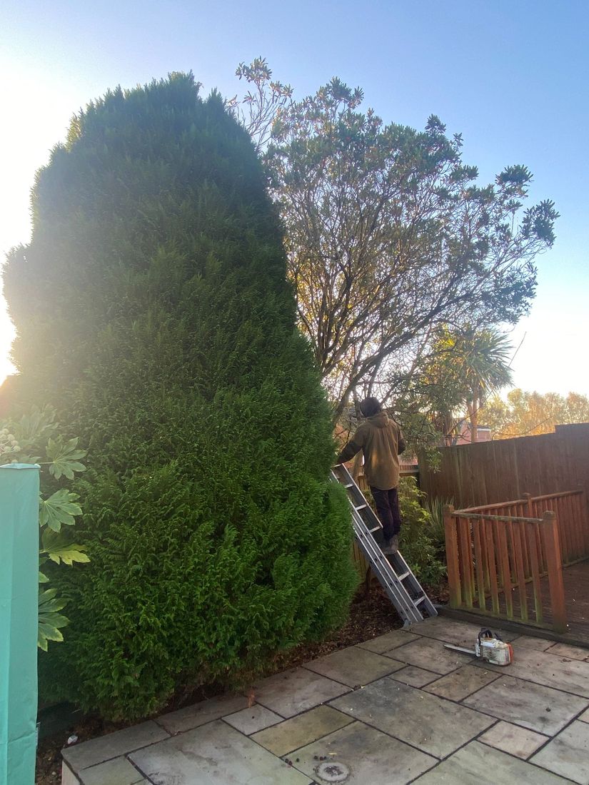Very large conifer beside a paved patio and fence, a man on a ladder at its side