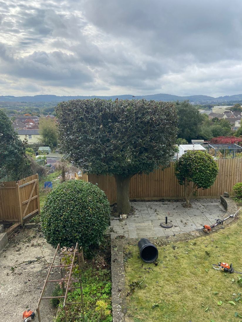 Squared trimmed tree on a patio with a round shrub, tools on the lawn and hills beyond