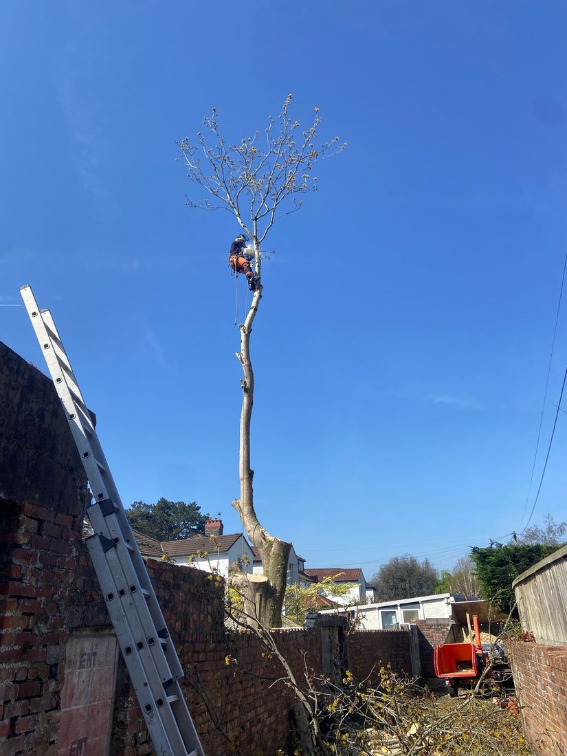 Tree Surgery in Newport