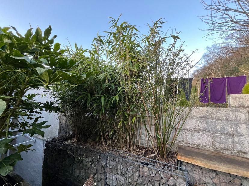 Thick bamboo growing out of a stone-filled wire planter next to a block wall