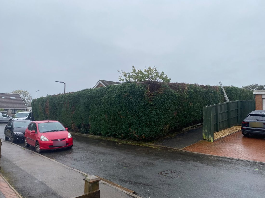 Very tall dense conifer hedge along a corner plot beside a timber fence and brick paved driveway