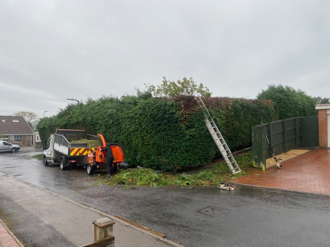Worker feeding cuttings into an orange chipper beside a tipper truck with a ladder against the tall hedge