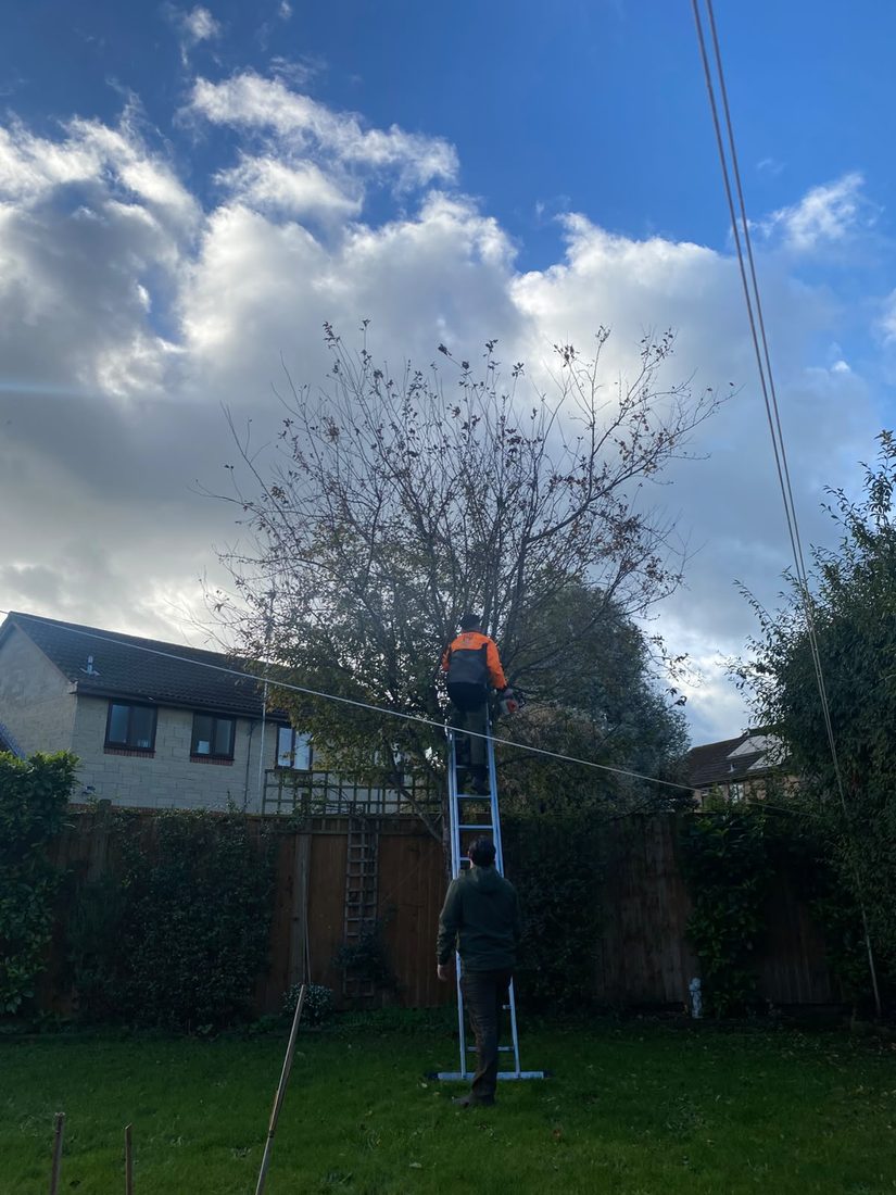 Man in an orange jacket on a ladder pruning a tree in a back garden, a second man at the foot of the ladder, overhead cables crossing the sky