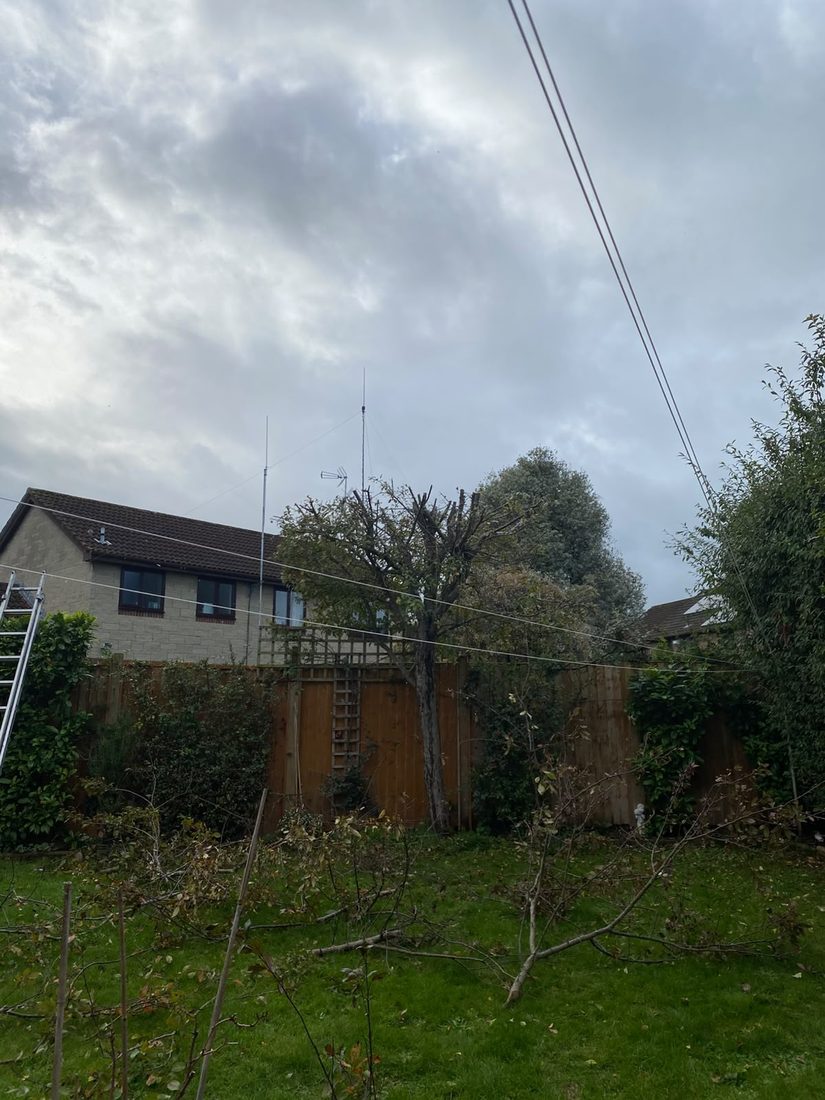 Pruned tree in a back garden with cut branches on the lawn, a ladder against the fence and overhead cables above