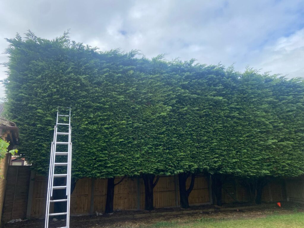 hedge cutting Weston Super Mare