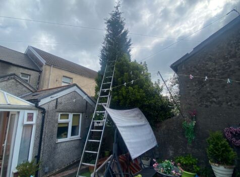 Fir tree reduction in Caerphilly