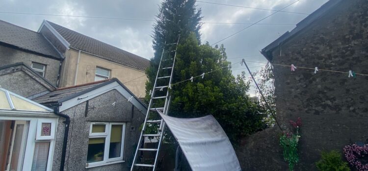 Fir tree reduction in Caerphilly