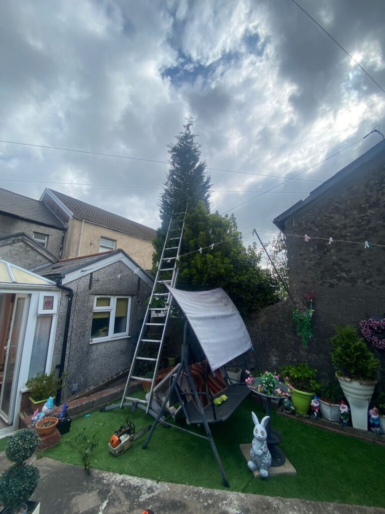 Fir tree reduction in Caerphilly
