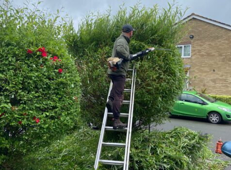Do you offer one-off hedge cutting or regular maintenance plans?