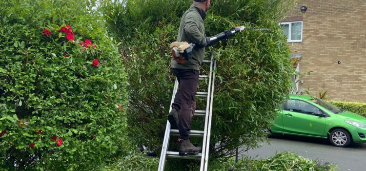 Do you offer one-off hedge cutting or regular maintenance plans?