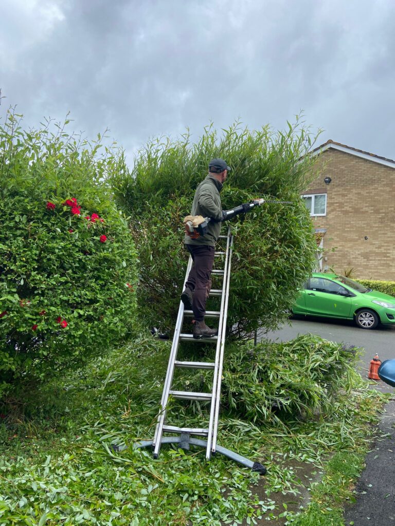 Do you offer one-off hedge cutting or regular maintenance plans?