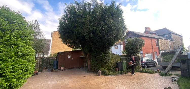 hedge maintanance pontypridd