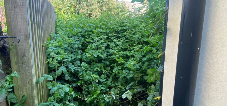garden clearance Swansea