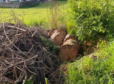 removal of fallen trees Dinas Powys