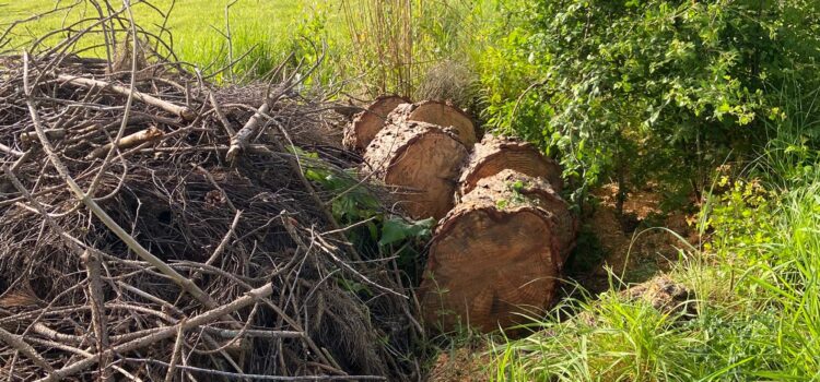 removal of fallen trees Dinas Powys