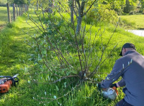 removal of fallen trees Dinas Powys