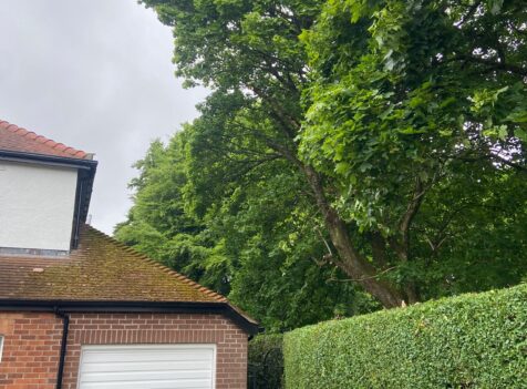 hedge cutting carmarthen