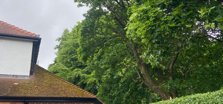 hedge cutting carmarthen