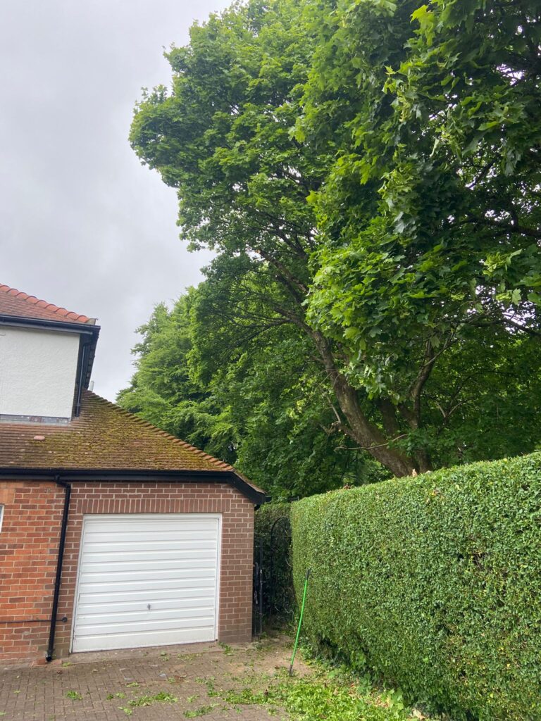 hedge cutting carmarthen