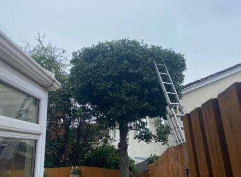 hedge cutting newport
