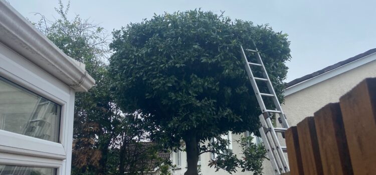 hedge cutting newport