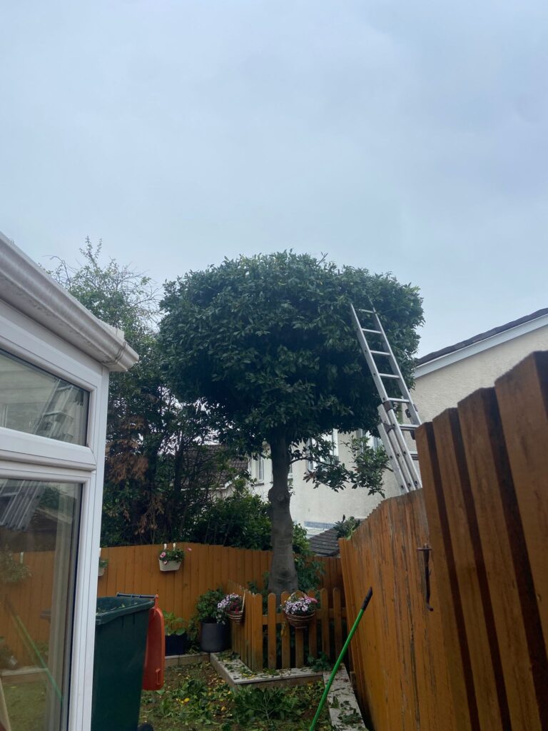 hedge cutting newport